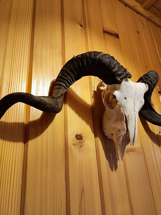 czaszka barana , trofeum