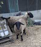 Borrego macho suffolk
