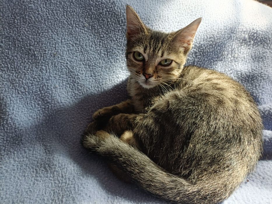 Gatinho bebe para adoção responsável