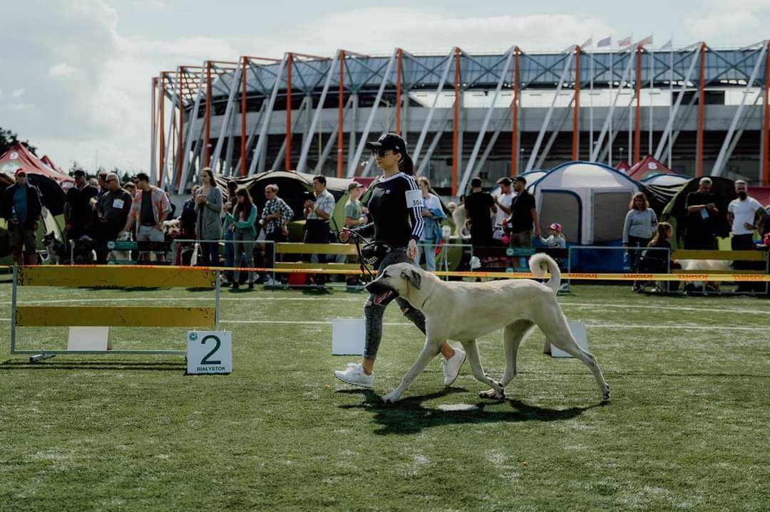 Do sprzedania suka Kangala z rodowodem FCI i uprawnieniami hodowlanymi