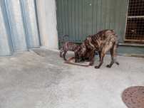 Cachorros castro laboreiro