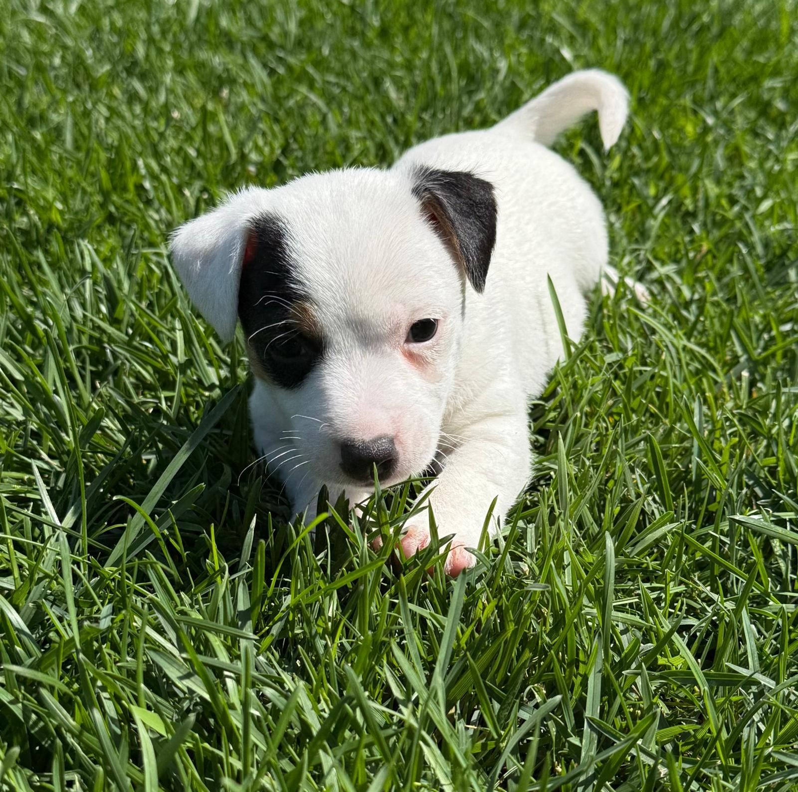 Jack Russel qualidade