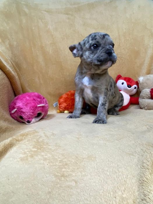 Розкішний Французик