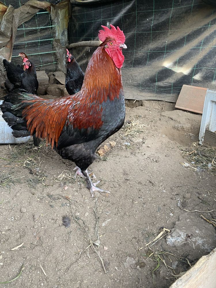 Leghorn isabella ovos para incubaçao Galinhas de raça