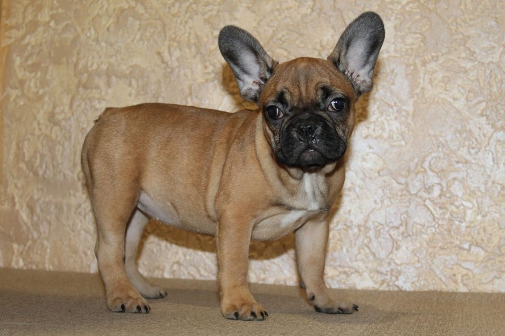 Бомбические генные французики