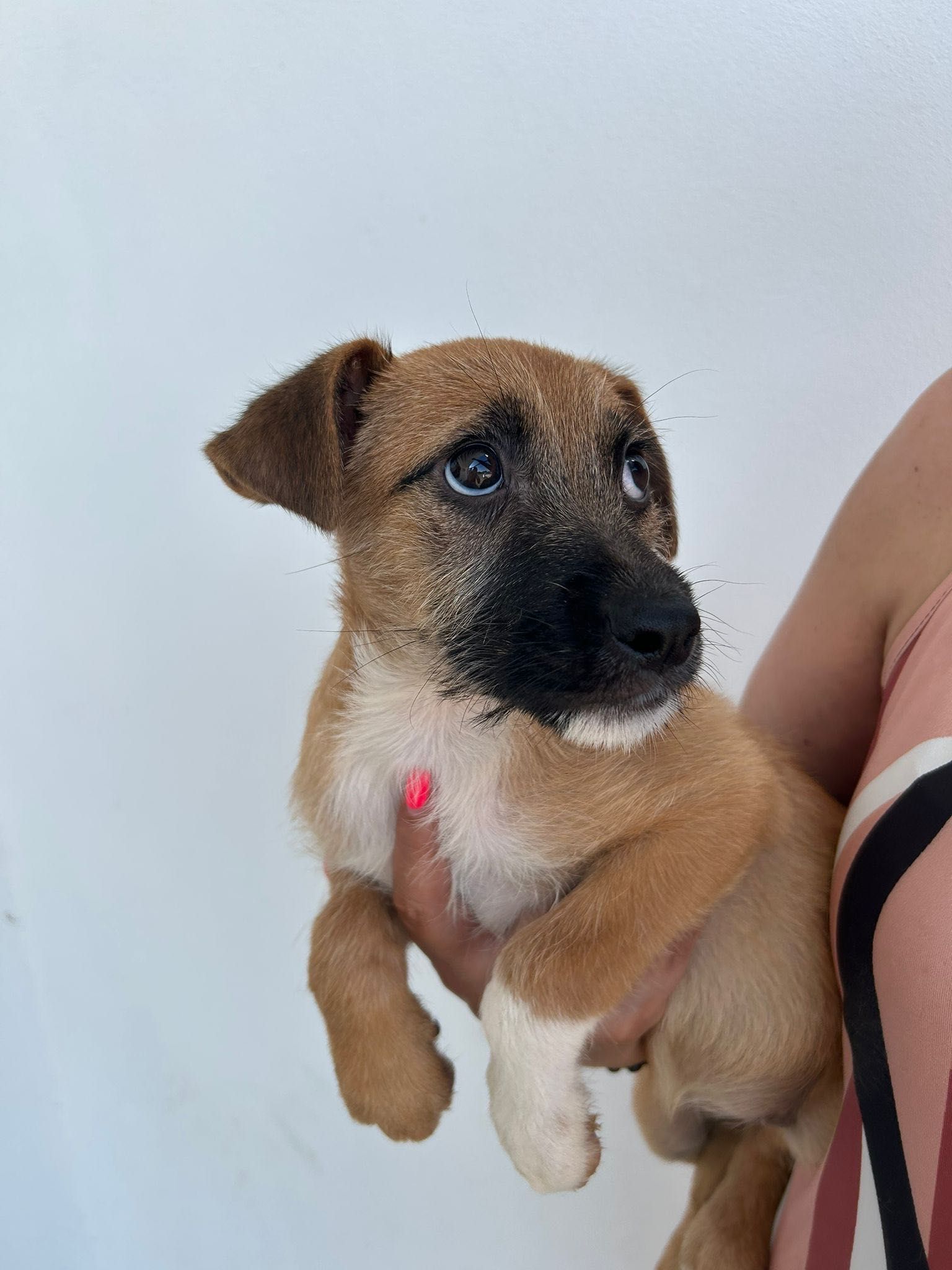 Cadela bebé para adoção RESPONSÁVEL