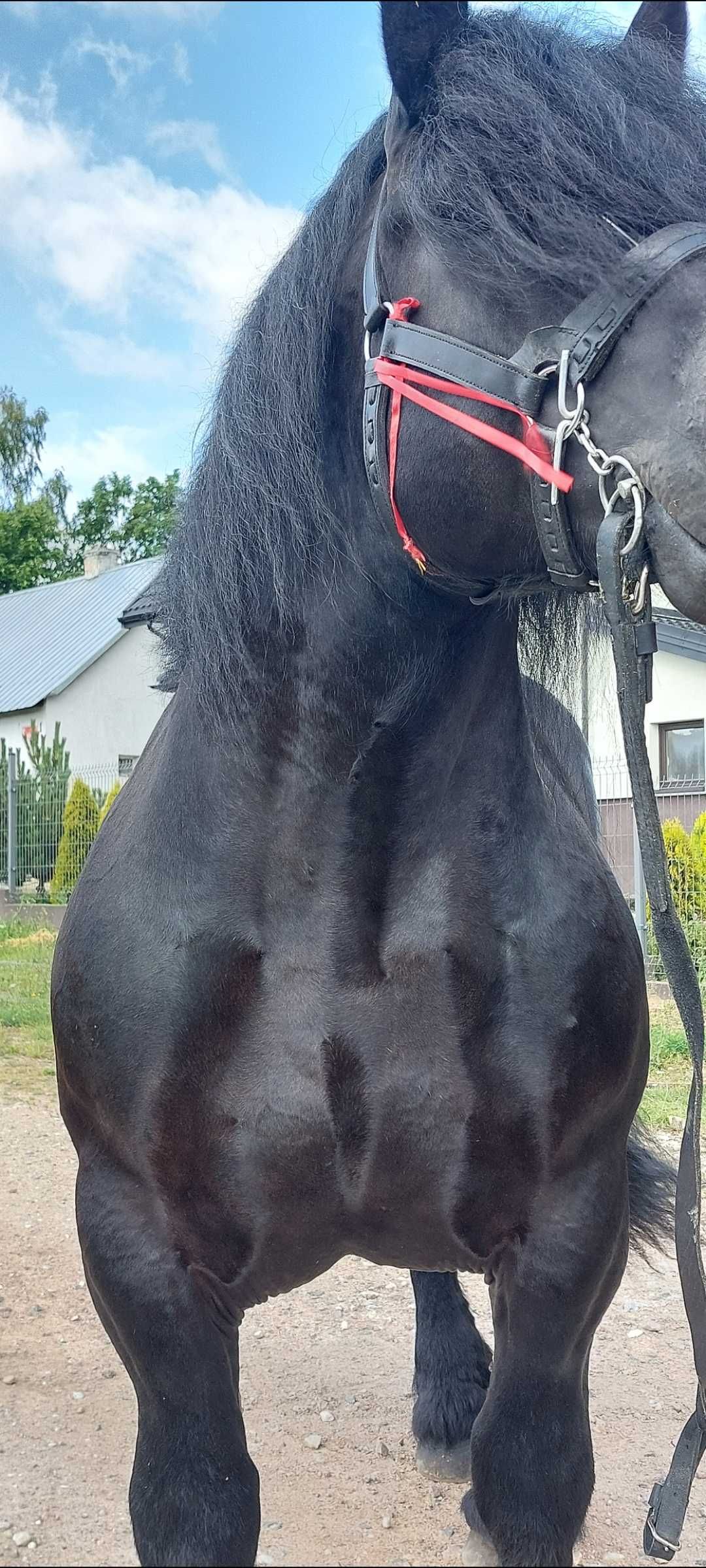 Sprzedam ogiera zimnokrwistego