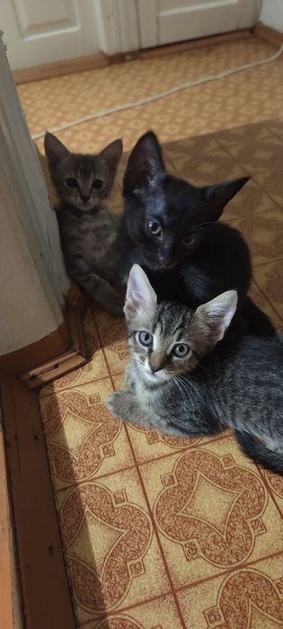 Очень воспитанные и умные Котята 2 месяца ищут добрую семью