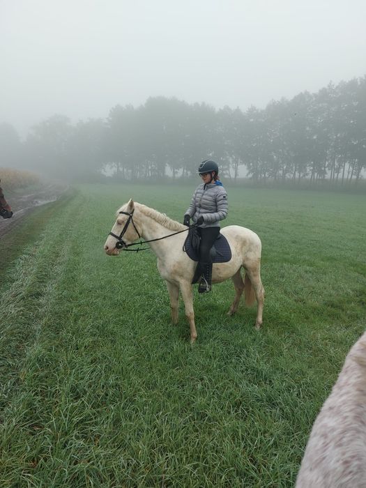 PILNE! Wałach cremello 3 letni