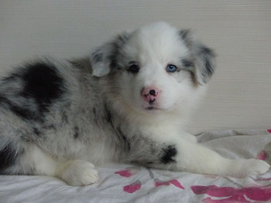 Border Collie ZKwP/FCI piesek blue merle