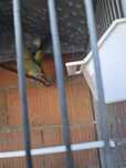 Rosicols pra venda ao trocar por outras aves