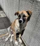 Doa-se cadela de 4 meses