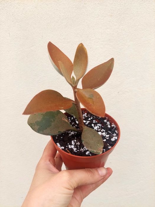 Suculenta Kalanchoe Colher de Cobre