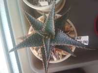 Aloe "lavender star"