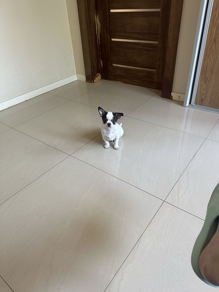 Chihuahua piesek do odbioru