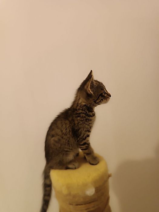 Котохлопчик чекає на свою родину