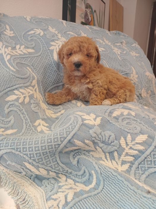 Magnífico macho caniche toy