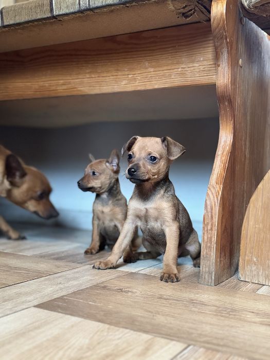 Ratlerki pinczerki !!