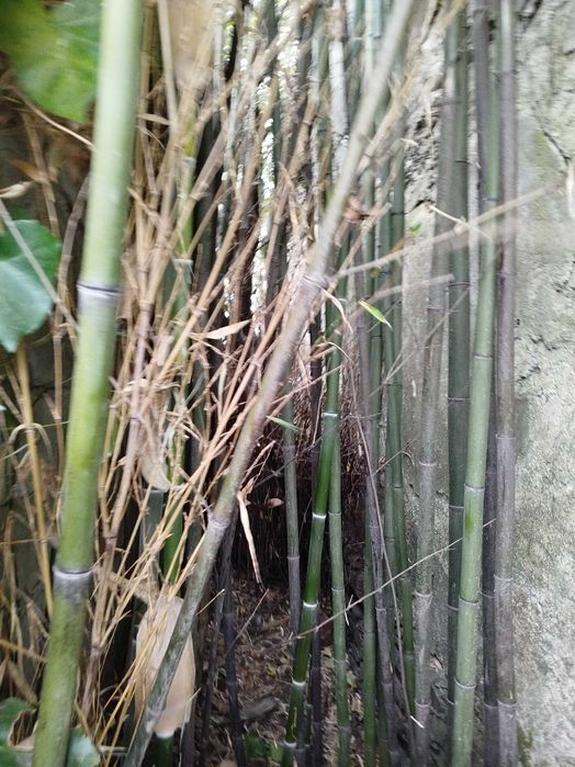 Lote de 10 Canas da Índia com metro e meio, para decorações.