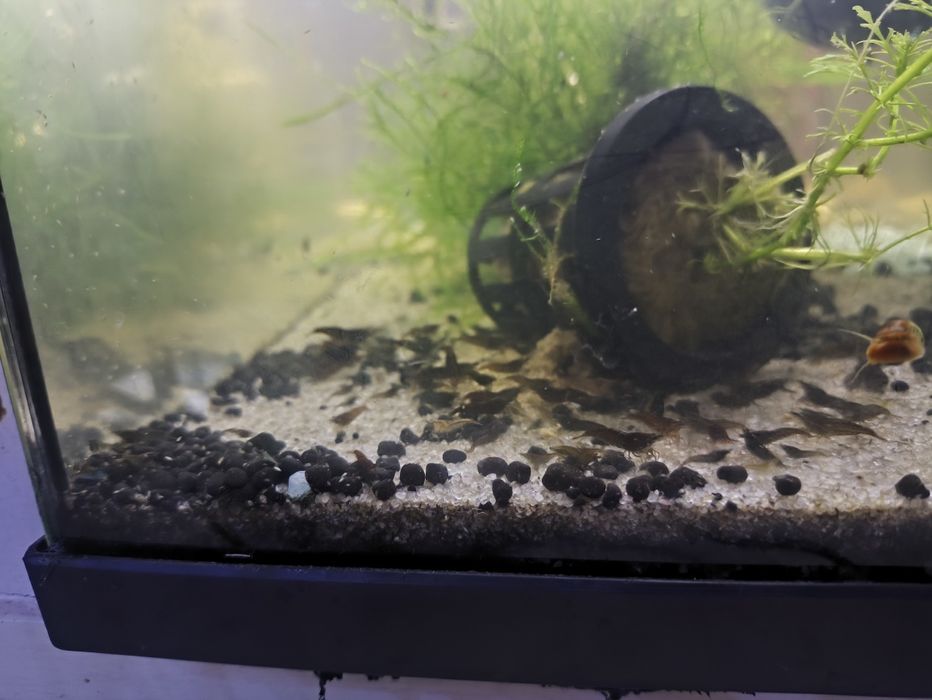 Neocaridina black sakura