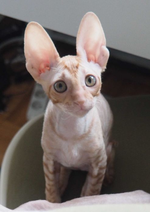 cornish rex - wyjątkowy towarzysz