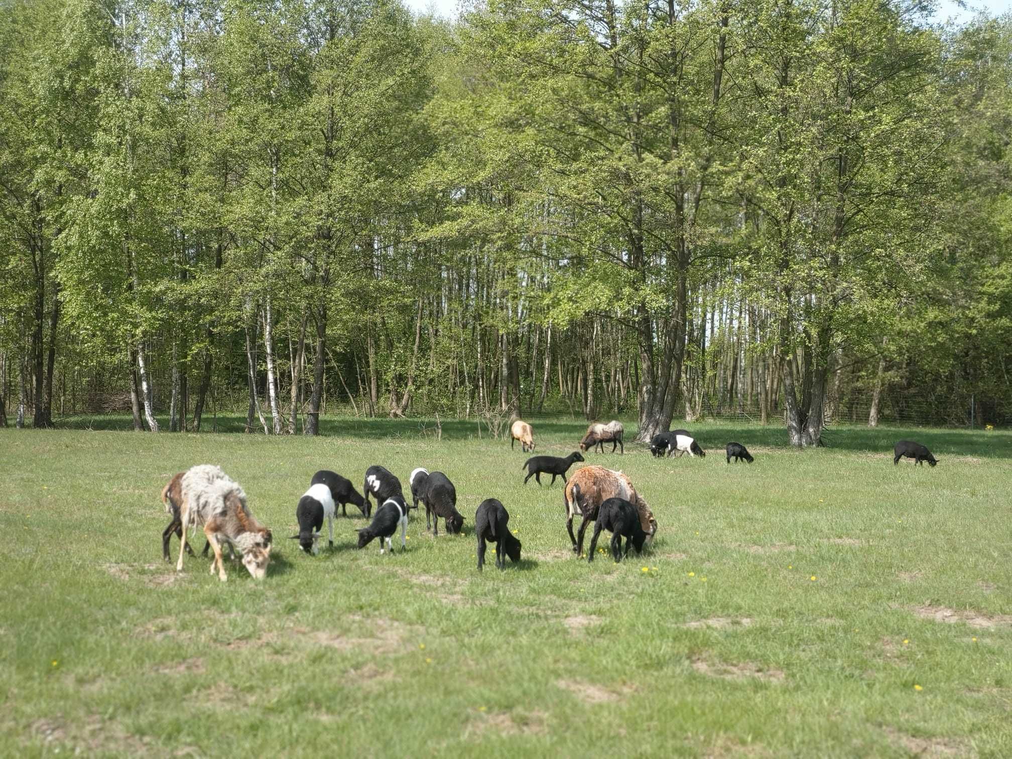 Jagnięta owieczki 4 miesięczne 50% Dorper i Kamerun- baran 100% Dorper