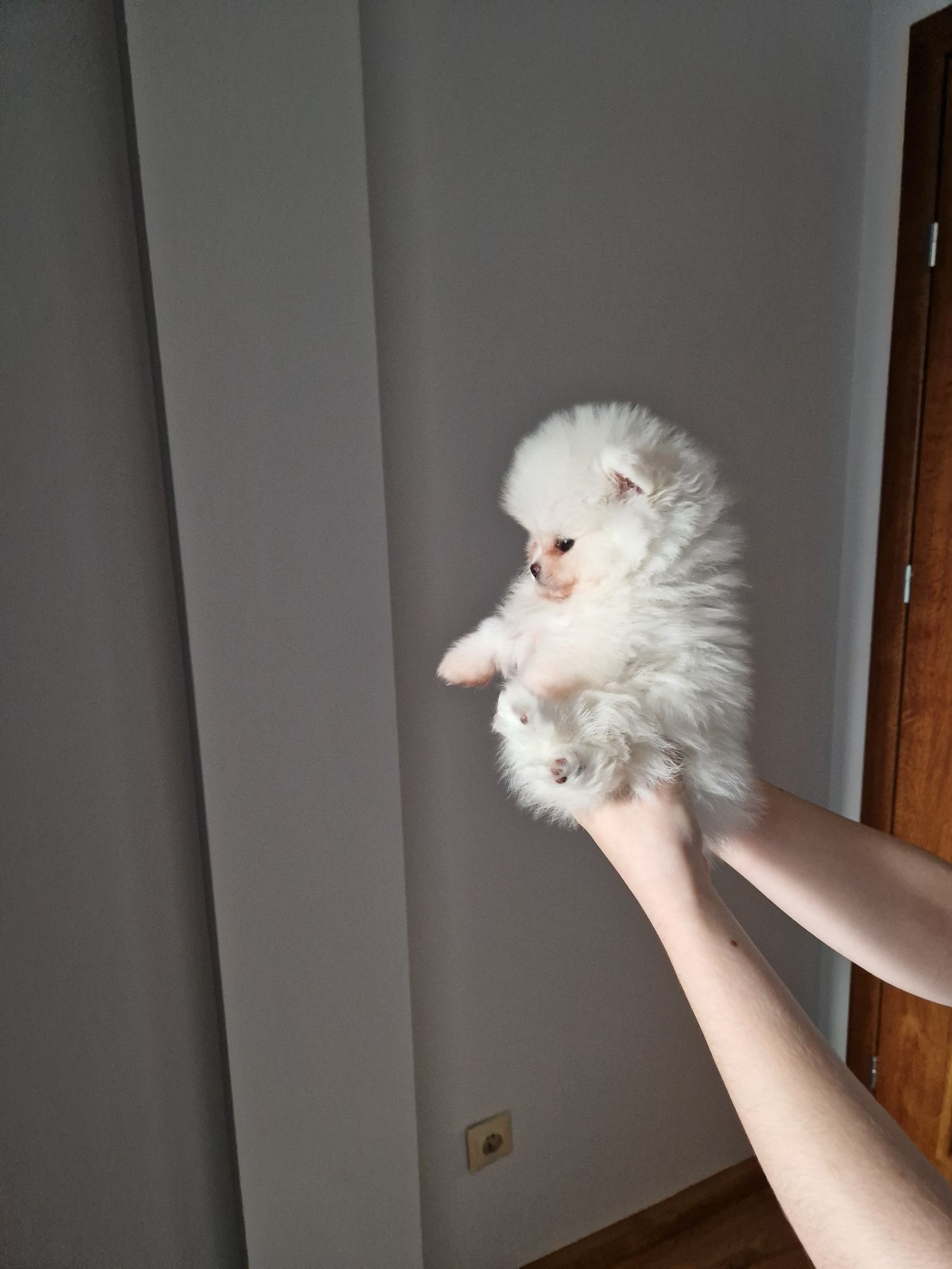 SZPIC Miniaturowy