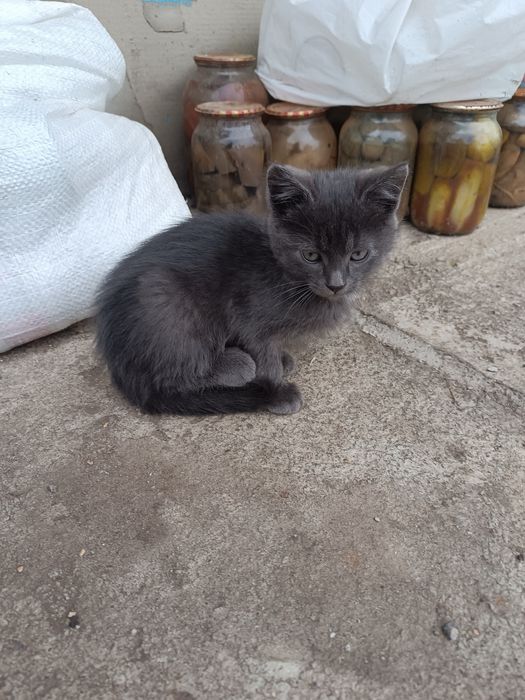 Віддам кошенят в добрі руки