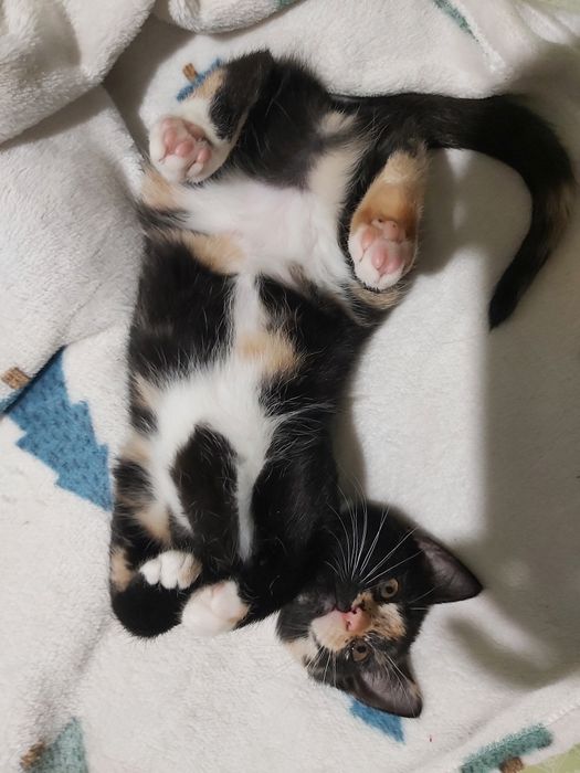 Отдам котят в хорошие руки )))