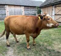 Krowa cielna 2,5 letnia 9 m-cy cielna studzianna brudzewice opoczno