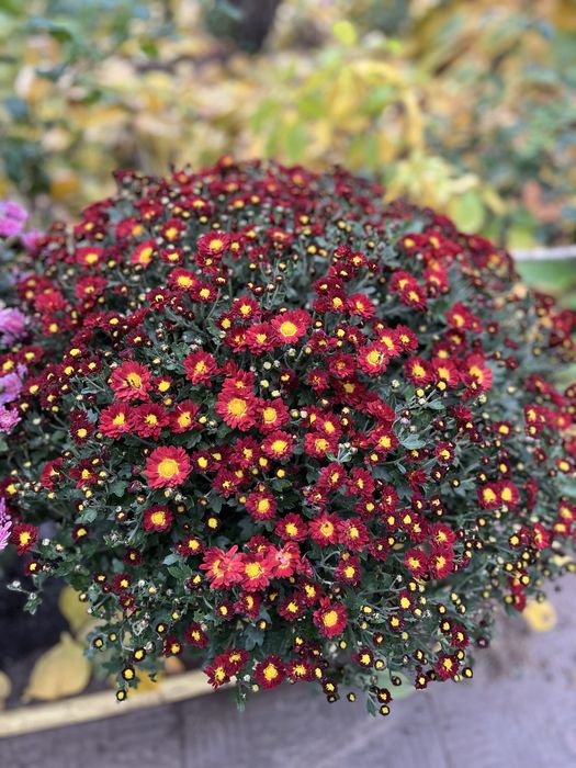 Продам хризантему різну, бересклет, самшит, хризантему різну, хости