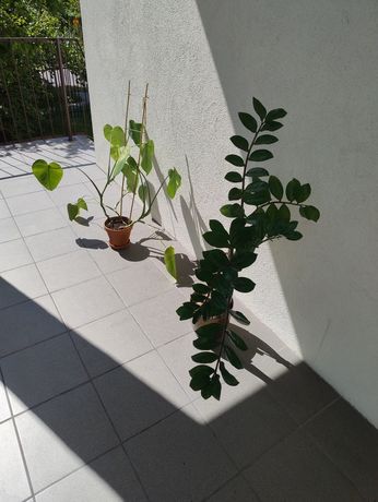 Zamiokulkas i monstera
