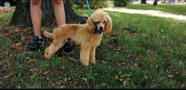 suczka cavapoo red f1 cavalier x pudel 15 tyg gotowa do odbioru