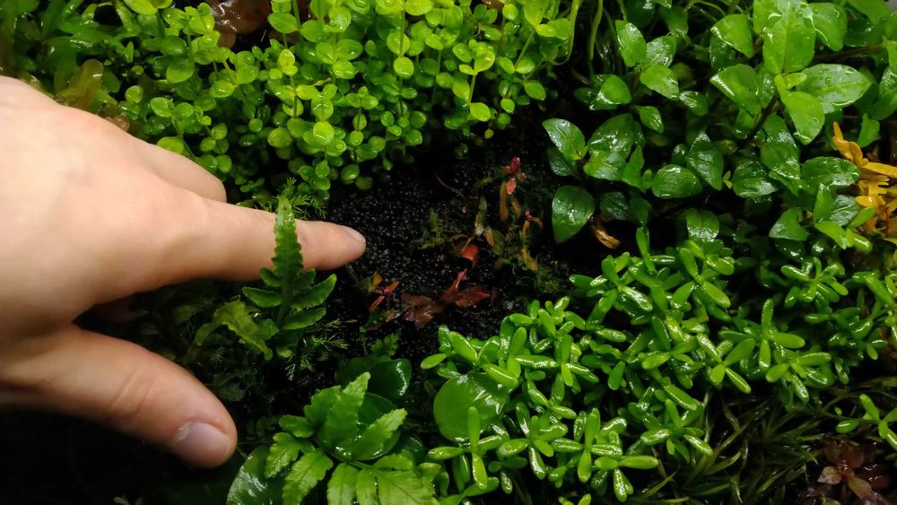 100g Rosahumus nawóz dla każdych roślin