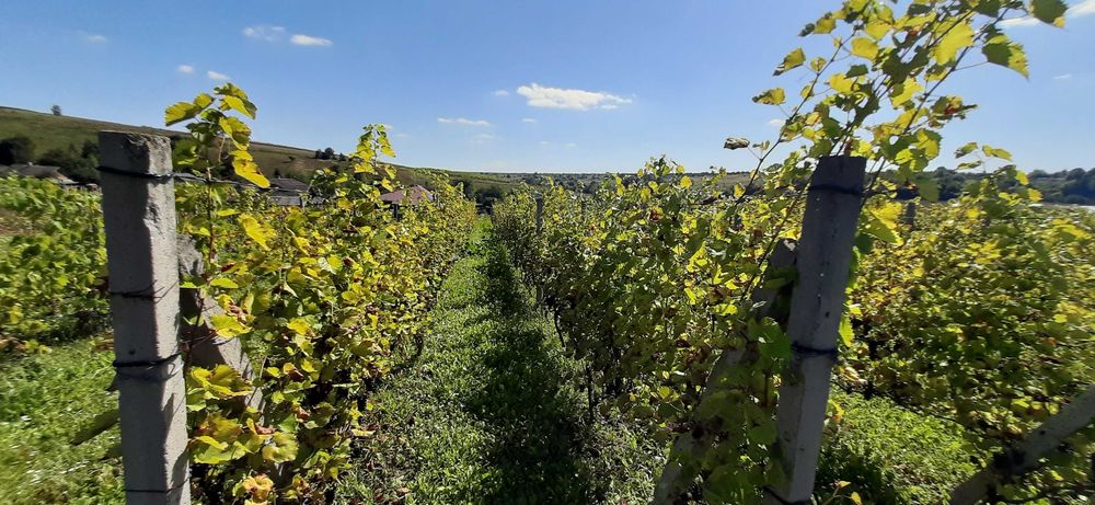 Продаж будинку, Тернопільська область, Монастириський район Швейків