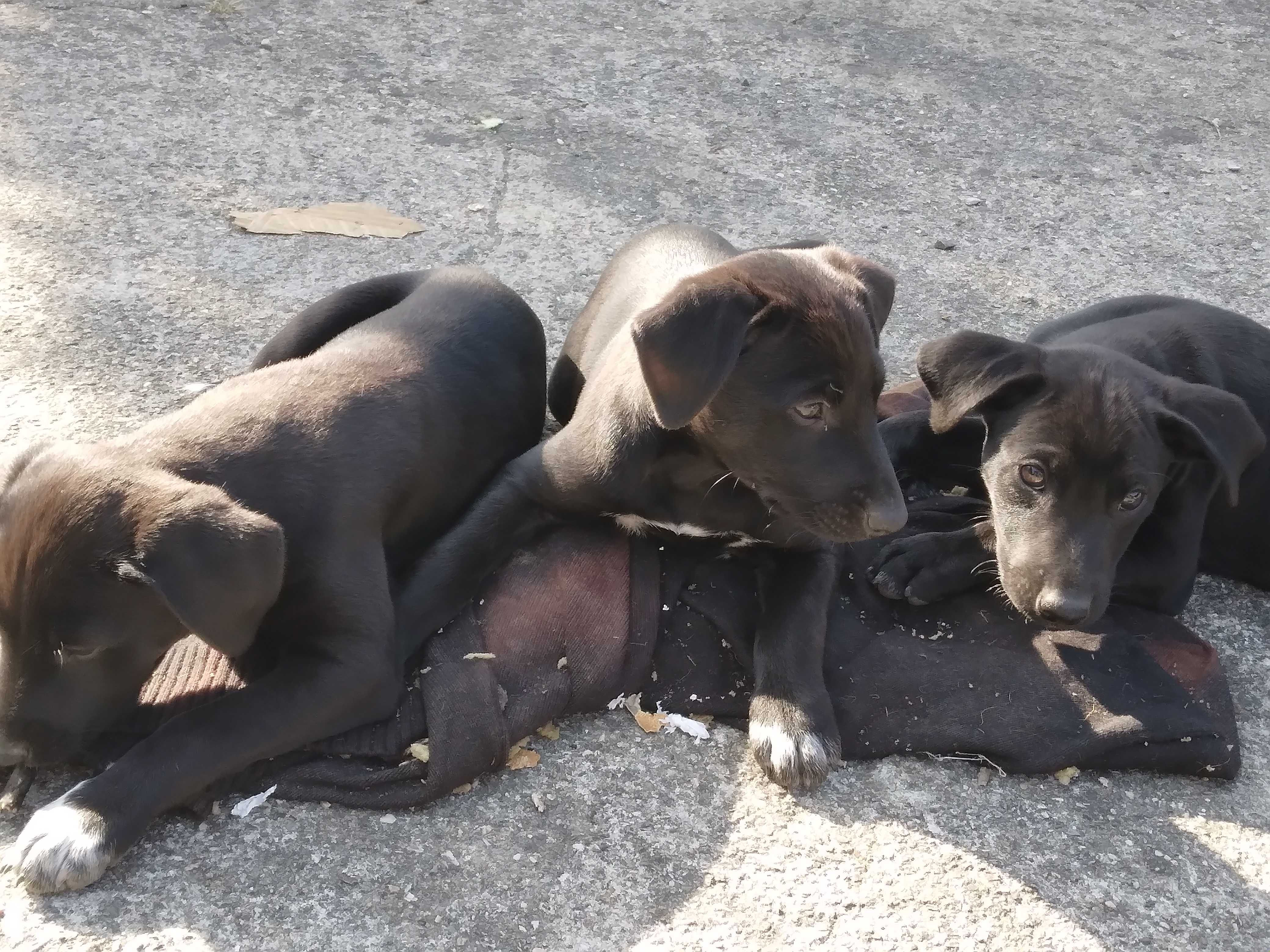 Dá-se cachorrinha com 4 meses, na zona de Friúmes, Penacova-Coimbra.