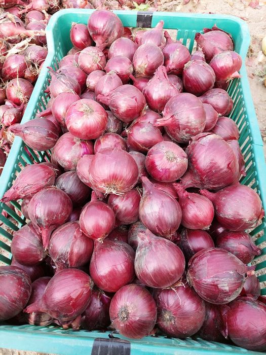 Cebula cukrowa i czerwona