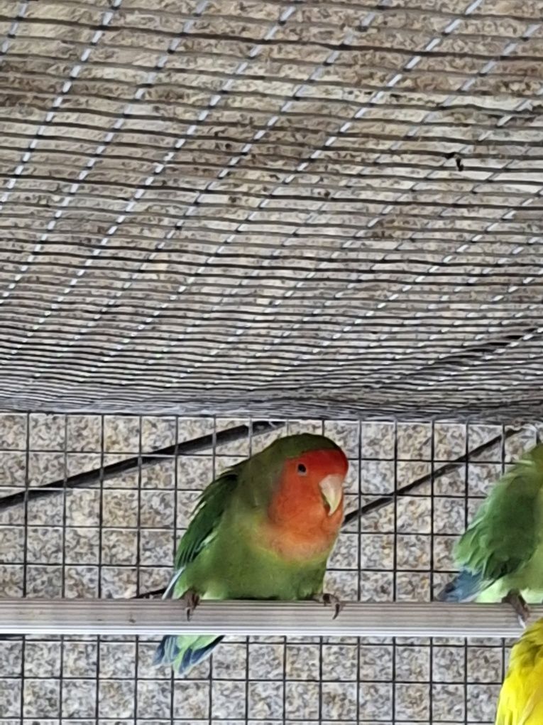 Vendo casal de agapornis long