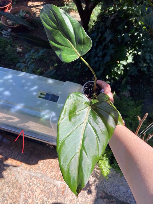 Philodendron Summer Glory