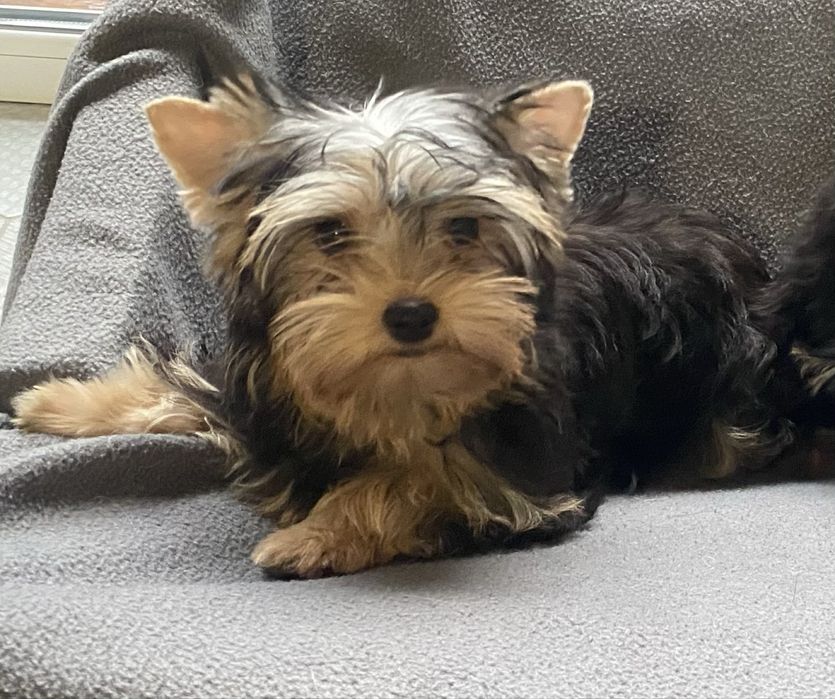 Йоркширские щенки