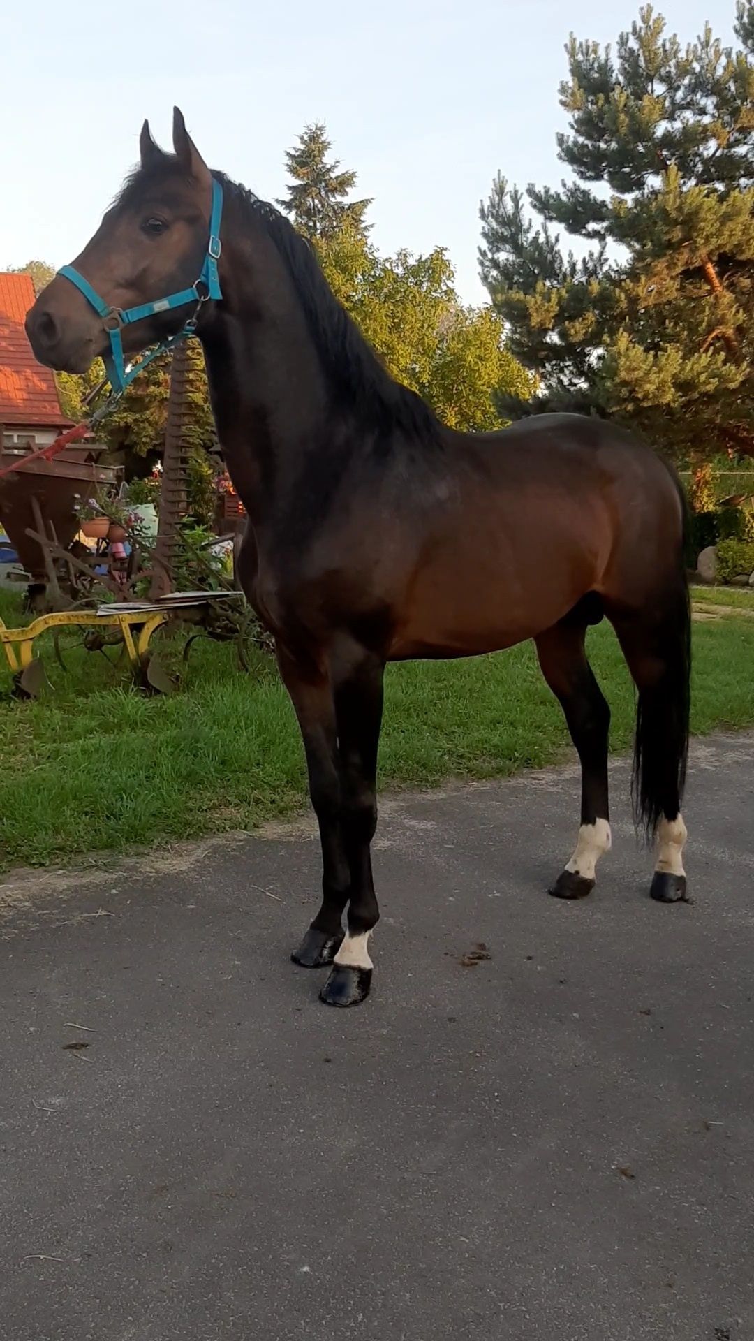 Sprzedam ogierka