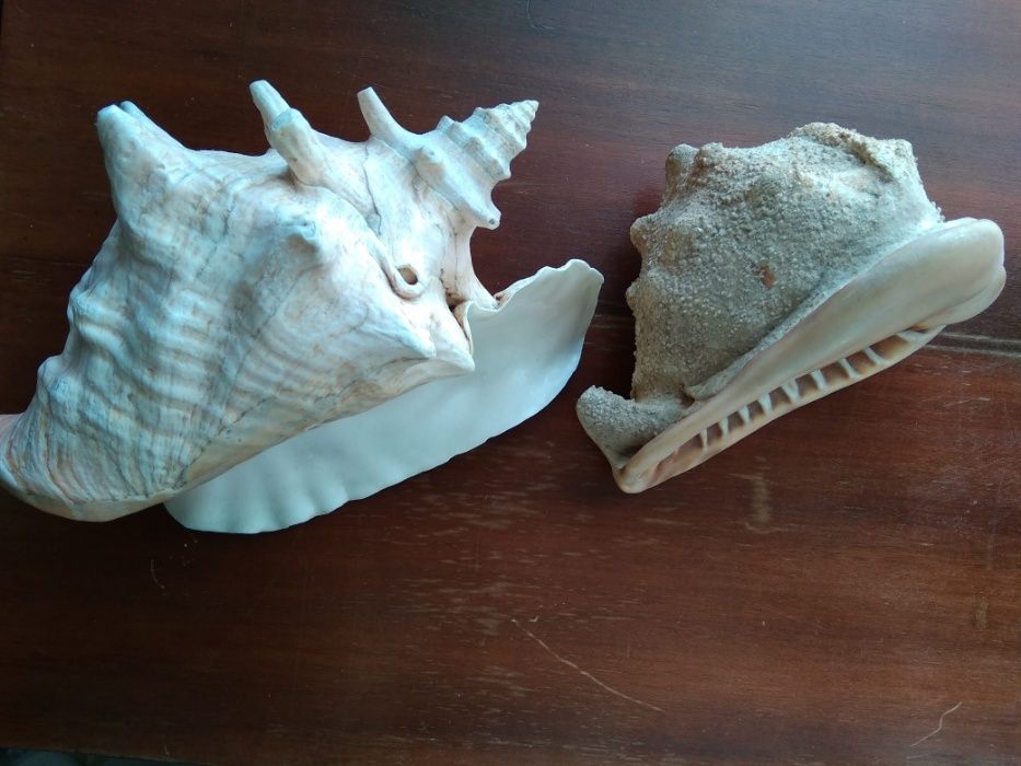 Морские раковины Strombus Gigas  и Кассис
