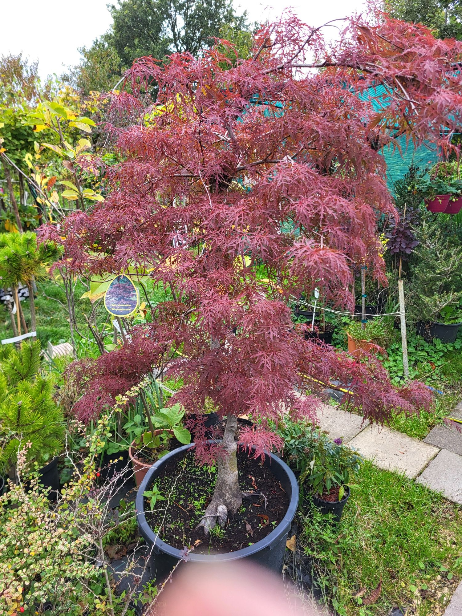 Bonsai Niwaki, drzewka formowane
