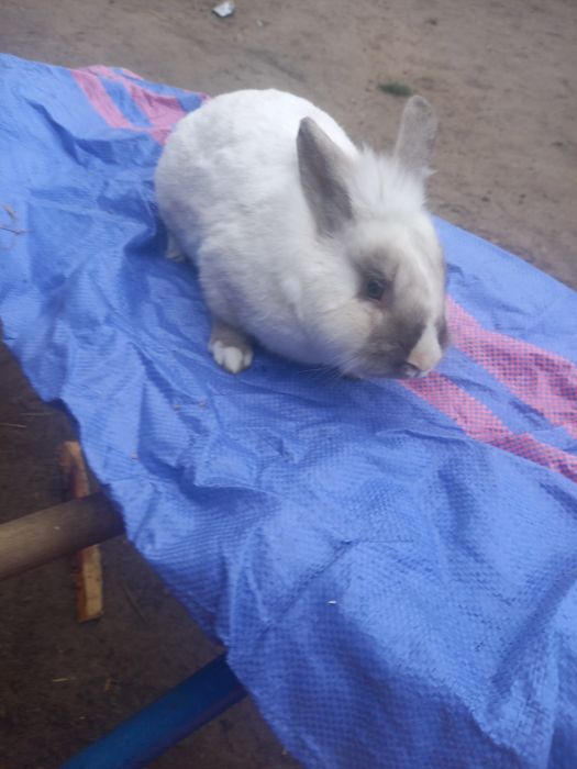 Króliki po miniaturze. Średnie