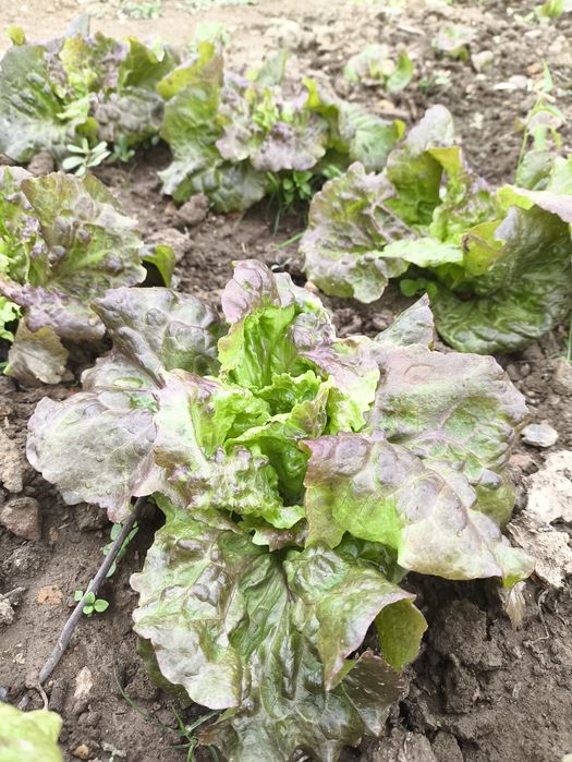 Alfaces verdes e roxas