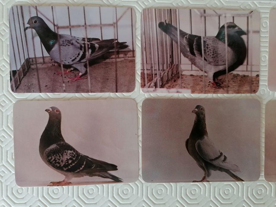 Conjunto de 9 calendários de pombos, edição dos anos de 1986 e 1997