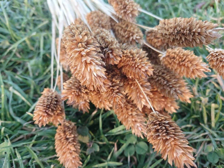 Сухоцвіт фалярис натуральний або фарбований