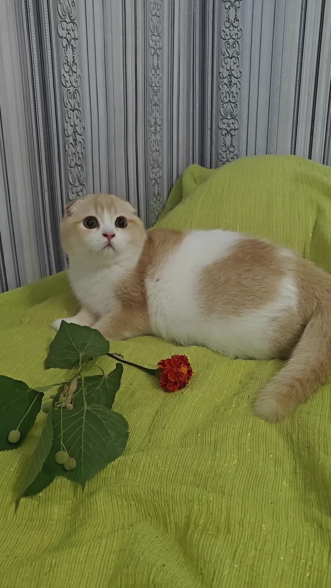 Шикарний висловухий хлопчик