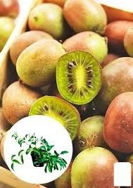 Міні- Ківі (Актинидія)  саджанці Опт і Роздріб