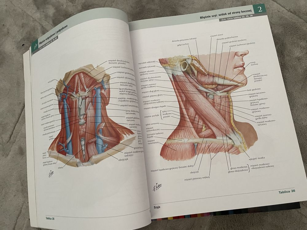 Nowe. Atlas anatomia Netter z kolorowanka